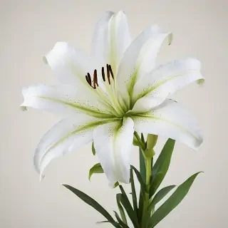 lily flower png