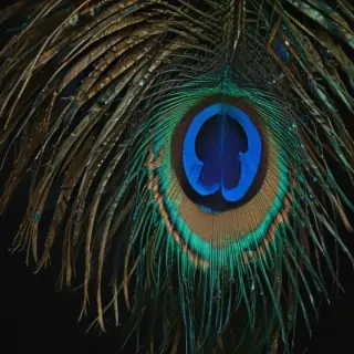peacock feather png