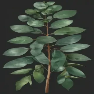 transparent eucalyptus clipart