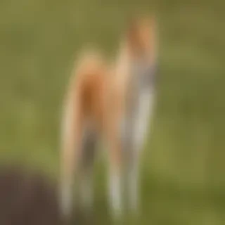 icelandic sheepdog