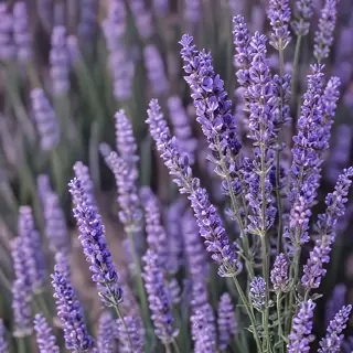 lavender phone background
