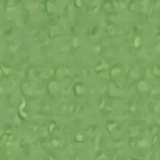 green background plain