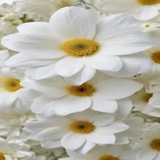 iphone white flower wallpaper