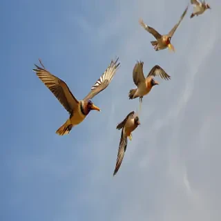 png birds flying