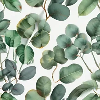 transparent eucalyptus clipart