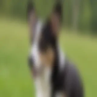 cardigan welsh corgi