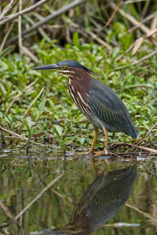 green heron