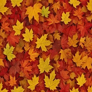 fall leaves png