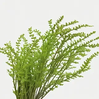 seaweed png