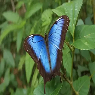 blue morpho butterfly