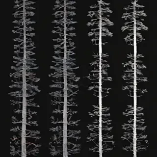 pine trees transparent background