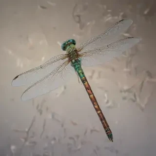 dragonfly png