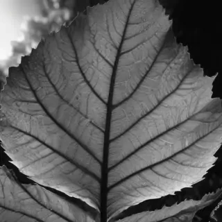 leaf in black and white