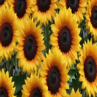 iphone cute sunflower wallpaper