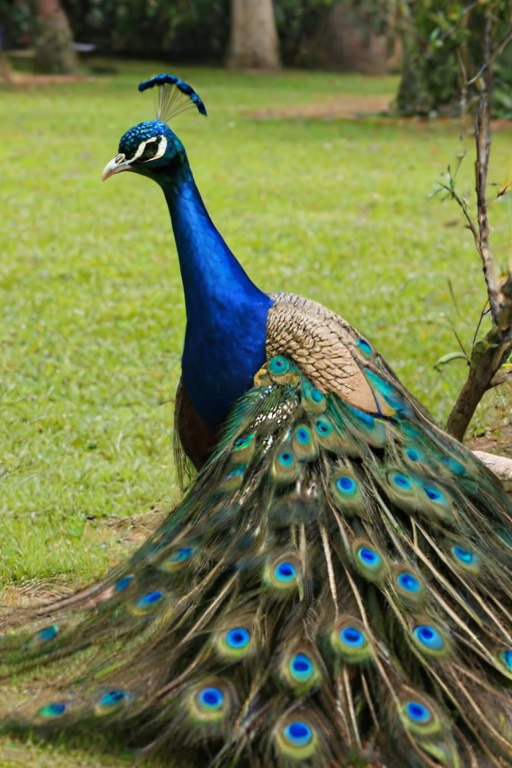 peacock png