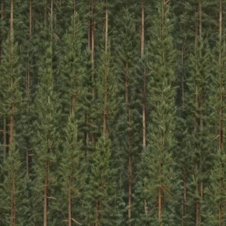 pine trees transparent background
