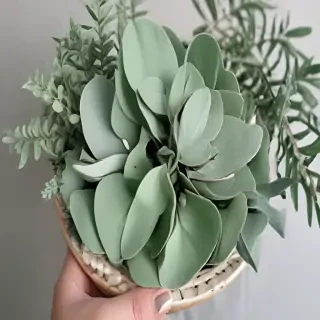 sage green aesthetic