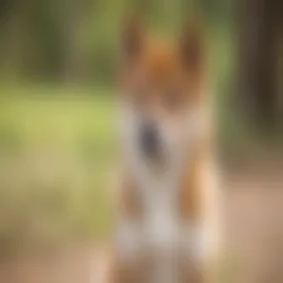 aussie shiba dog breed