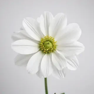 white background flower