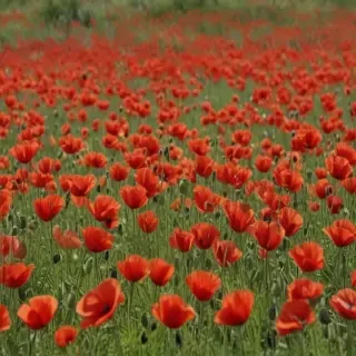 poppy flower