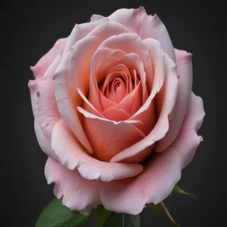 rose with black and white background