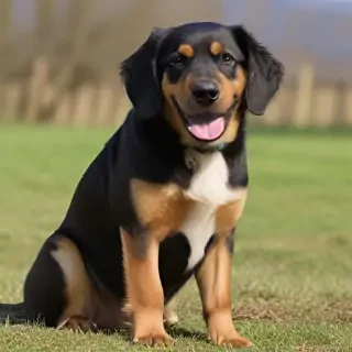 cavador dog breed