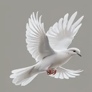 dove png