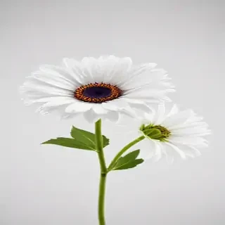 flower white background