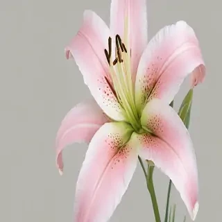 lily flower png