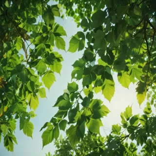 background with green leaves