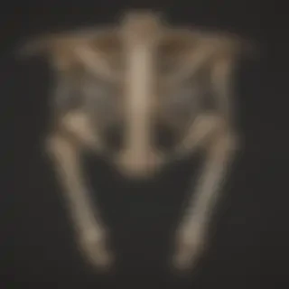 bones png