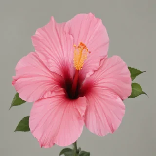 hibiscus flower png