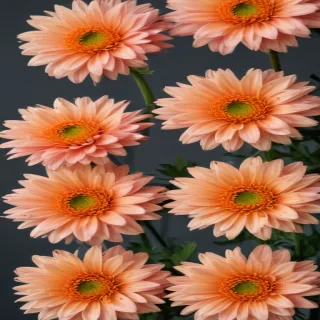 chrysanthemum png