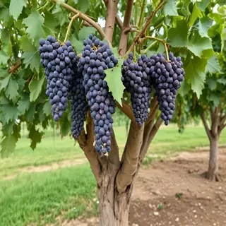 grape tree