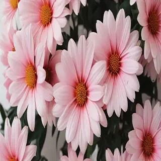asthetic flower wallpaper