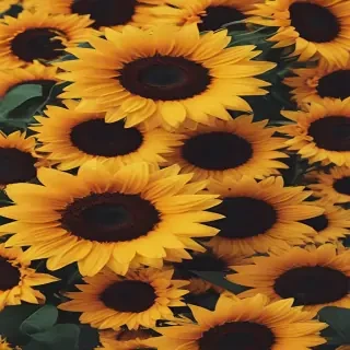 sunflower aesthetic wallpapers
