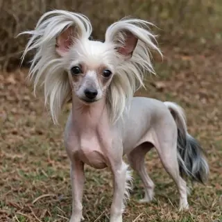 chinese crested