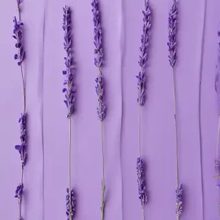 lavender background