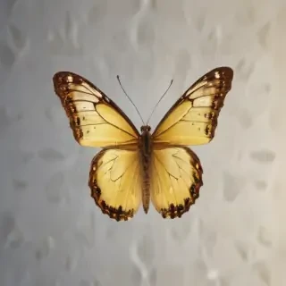 butter fly png