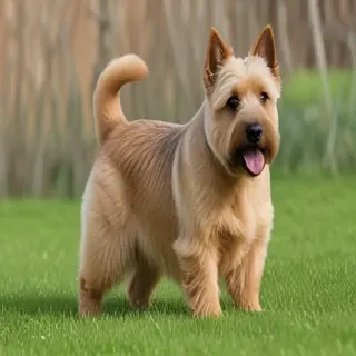norwich terrier