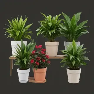 potted plants png