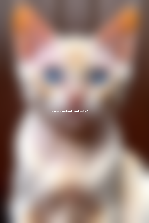 colorpoint shorthair cat breed