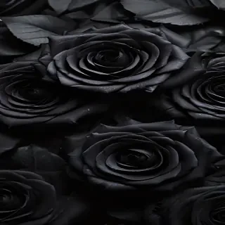 black roses background