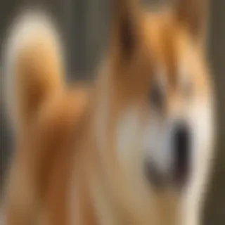 akita bernard