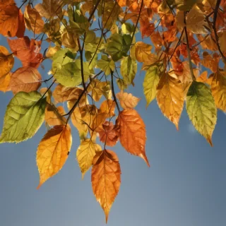 leaves no background