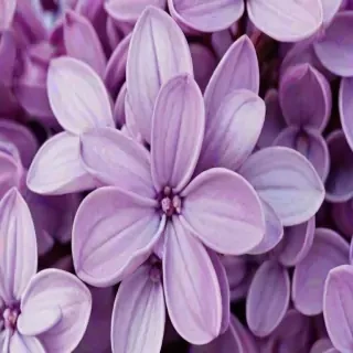 lilac wallpaper iphone