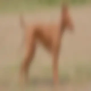 pharaoh hound