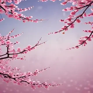 cherry blossom backround