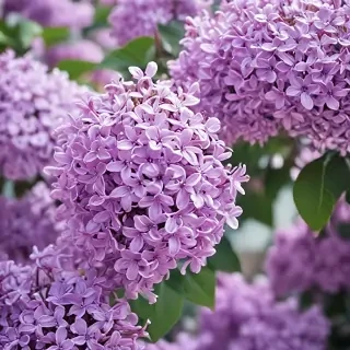 lilac iphone wallpaper