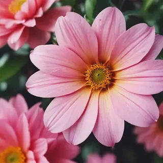 wallpaper iphone flower